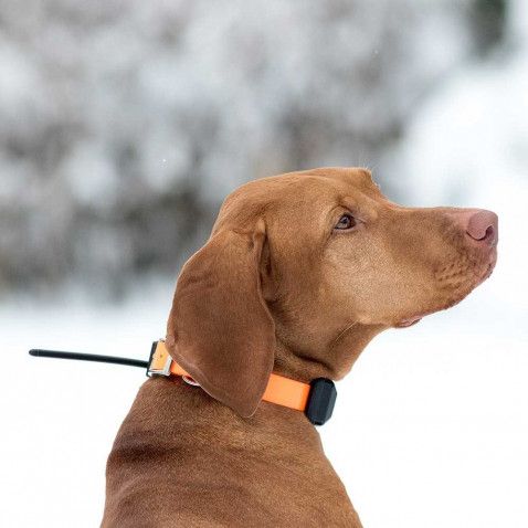 Collar Localizador GPS Dog Trace X30 Dog Trace